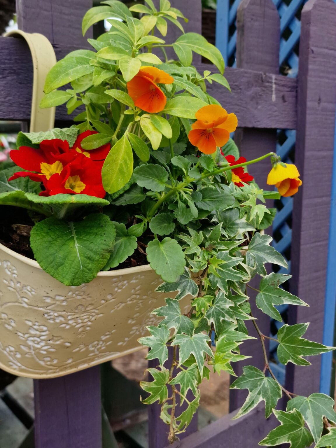 Bedding Plants - Summerhill Garden Centre