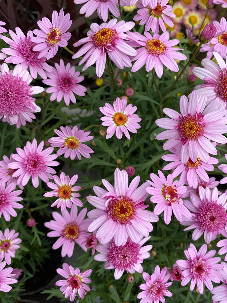 Bedding Plants | Summerhill Garden Centre