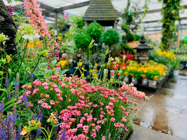 Hardy Plants Summerhill Garden Centre